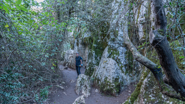 Baum klebt am Felsen