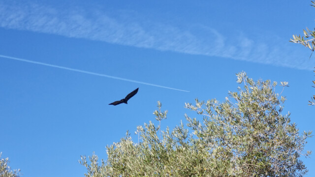 Geier im Landeanflug in Olivenplantage