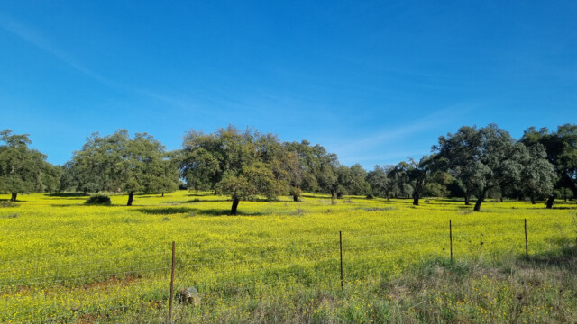 Eichen mit frischer gelber Wiese