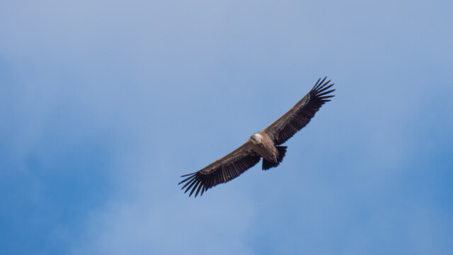 Gänsegeier im Tiefflug neben unserem Stellplatz