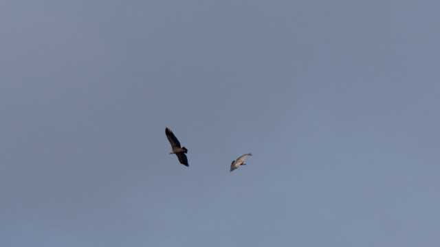 Gänsegeier in der Thermik