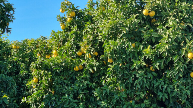 Grapefruit-Plantage