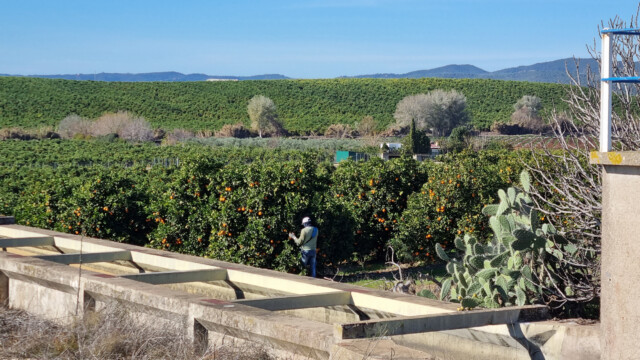 riesige Orangen- und Mandarinli-Plantagen, es wird gerade geerntet