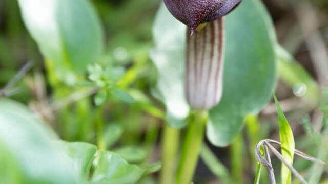 Krummstab, fast so schön wie eine Orchidee