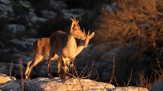 sonnen sich im ersten Licht
