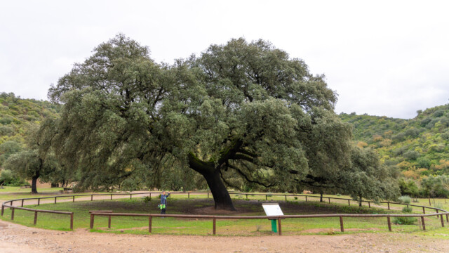 200 jährige Eiche in der Nähe von Coripe