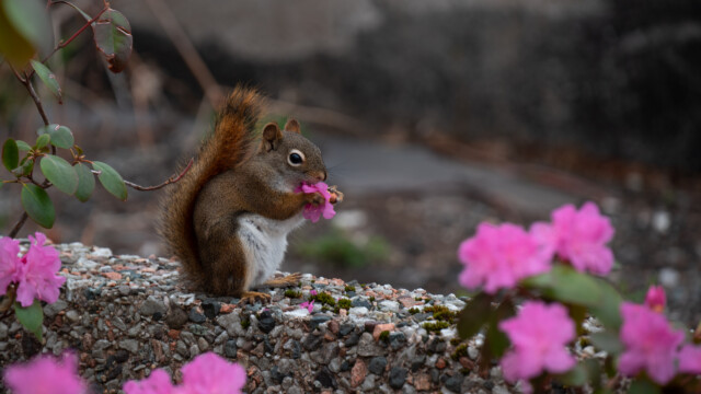Eichhörnchen neben dem Museum