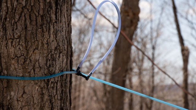 Plastikschläuche von Baum zu Baum, die Anzapfstelle ist bereits weg