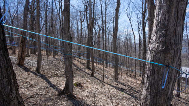 jeder Baum ist verkabelt