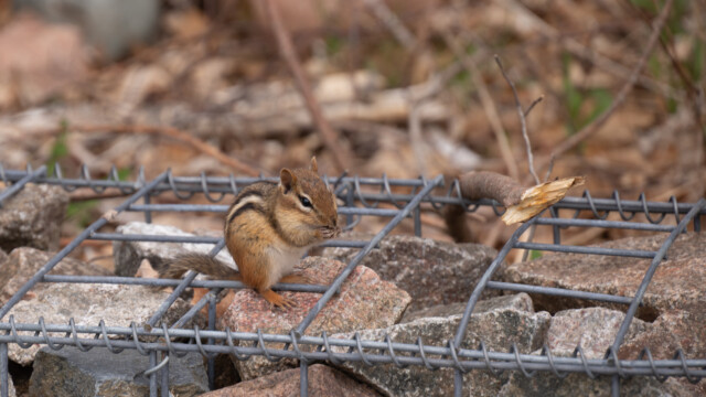 ein kleineres Streifenhörnchen