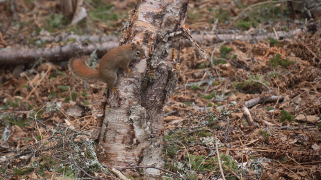 Eichhörnchen vergnügt sich am Baum