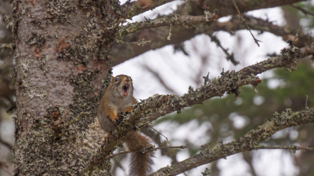 hier ruft es ganz laut