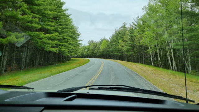 die Bäume tragen Blätter