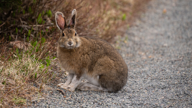 ein Schneeschuh-Hase, im Winter färbt sich sein Fell weiss