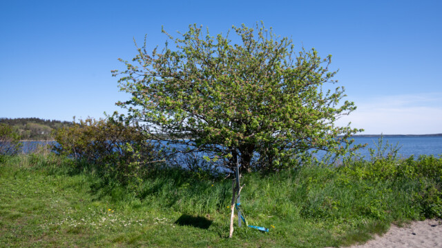 Apfelbaum mit enorm vielen BlĂĽten