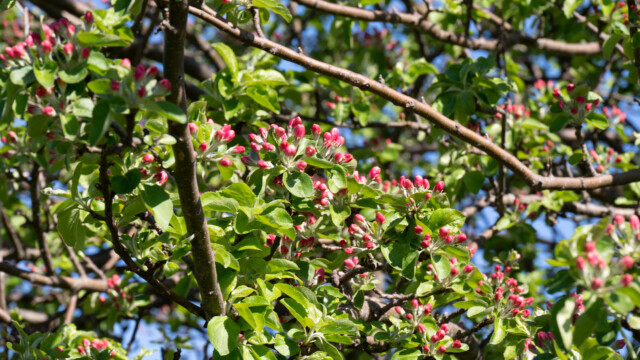 noch geschlossene BlĂĽten...