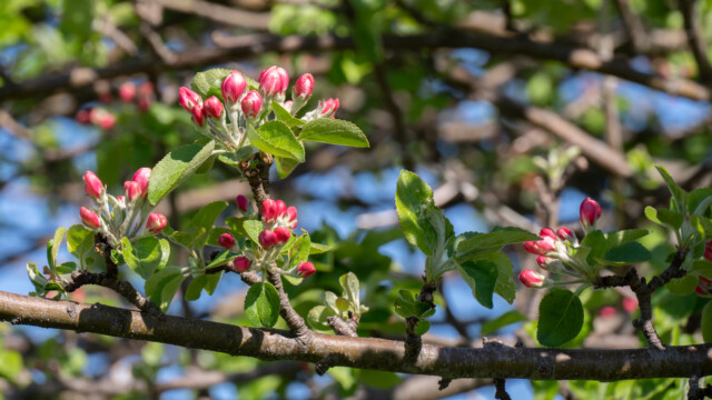 leuchten in der Sonne