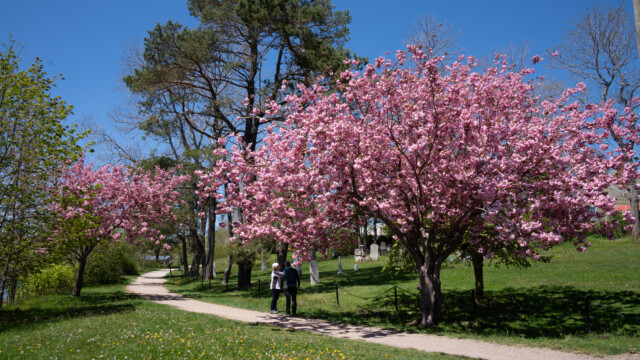 blĂĽhender japanischer Zierkirschbaum in Lunenburg