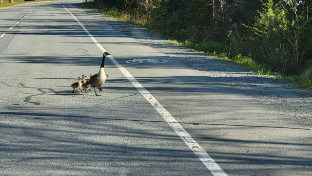 Gänsefamilie unterwegs