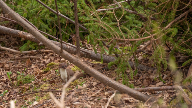 sogar einen Marder sehen wir