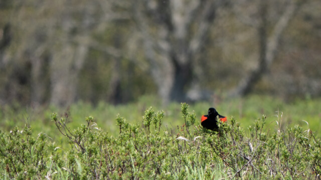 wunderschön, wenn er seine Flügel etwas öffnet
