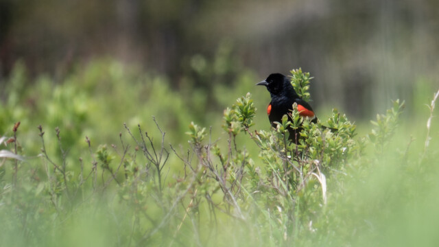Rotschulterstärling mit roten Streifen am Innnenflügel...