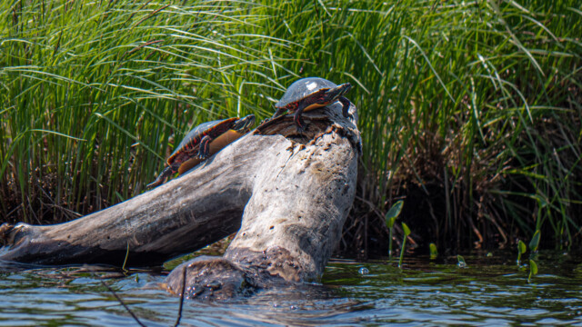 Schildkröten beim Sonnenbad