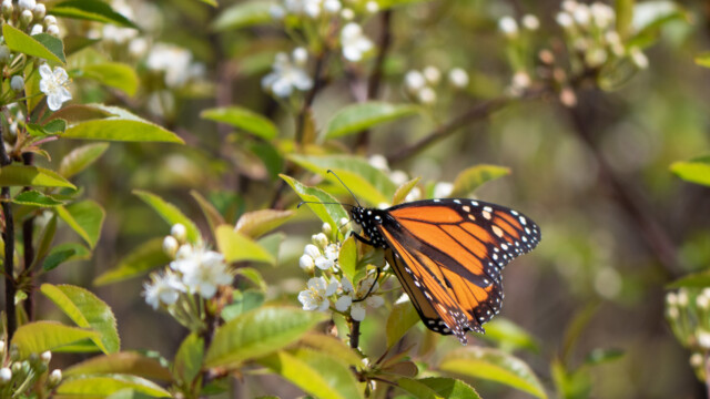 Monarchfalter, etwa 7cm Spannweite