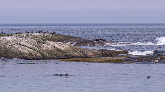 links Kormorane, daneben zwei Seehunde am Sonnenbaden und vorne einige im Wasser am Spielen