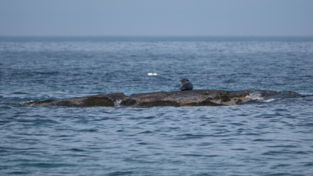 ein einzelner am Sonnenbaden