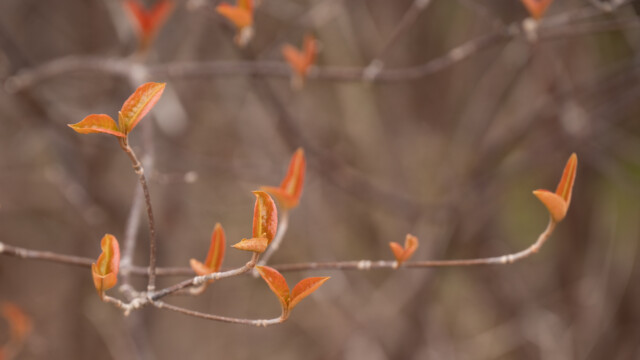 hier spriessen bereits die ersten Blätter