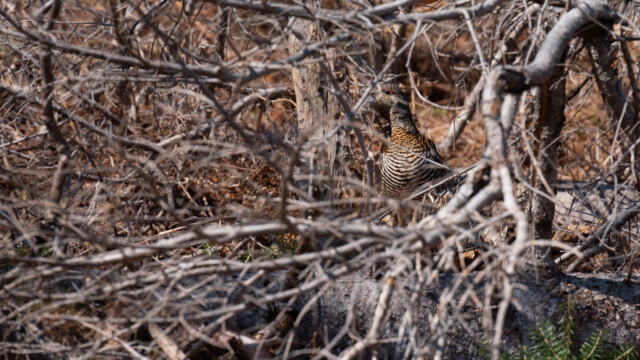 wer findet das Tannenhuhn hinter den Ästen?
