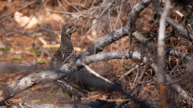 Tannenhun, mit roter Zeichnung ĂĽber dem Auge
