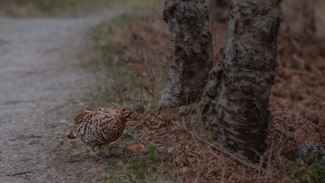 Kragenhuhn am Fressen