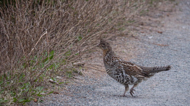 Kragenhuhn, mit einer Krone auf dem Kopf