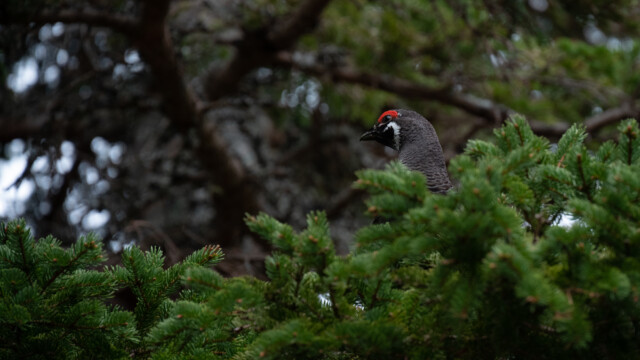 schaut mir interessiert beim Fotografieren zu