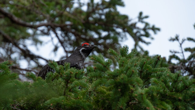 männliches Tannenhuhn (Raufusshuhn, kein Rebhuhn)
