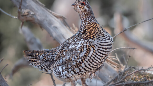 weibliches Tannenhuhn wirft sich in Pose