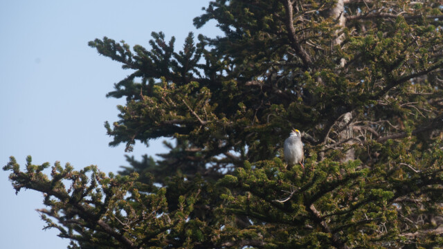 Weisskehlammer begrĂĽsst den Morgen