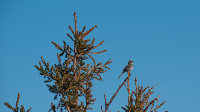 Weisskehlammer beim Singen an einem sonnigen Tag