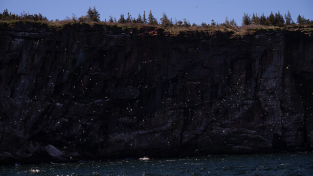 viele Vögel vor der dunklen Felswand