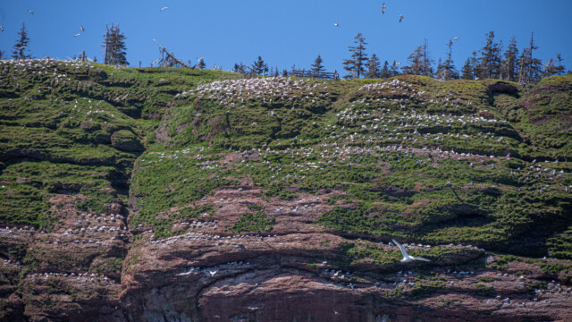 alles voller Basstölpel