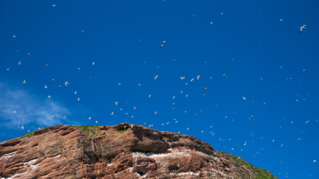 der Himmel ist voll von ihnen