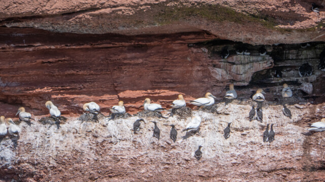 überall kleben sie an den Felswänden, daneben Alkvögel