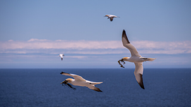 unterwegs mit Nistmaterial