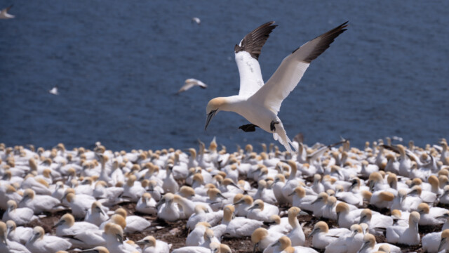 wenig Platz für die Landung