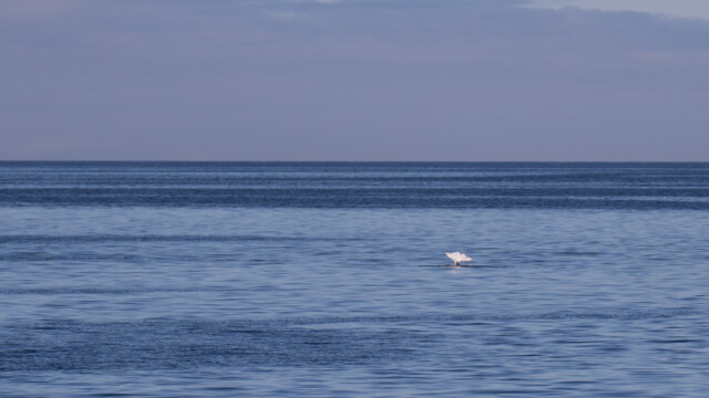 Beluga-Flosse vor dem Abtauchen