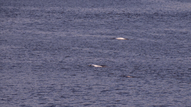 zwei erwachsene und ein junger Beluga schwimmen in den Fjord rein