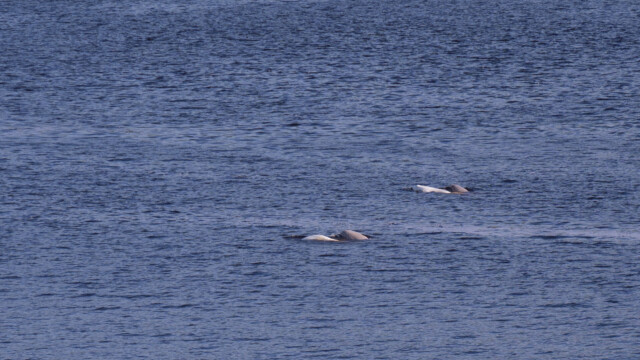 zwei Mütter mit ihren Beluga-Jungen auf dem Rücken