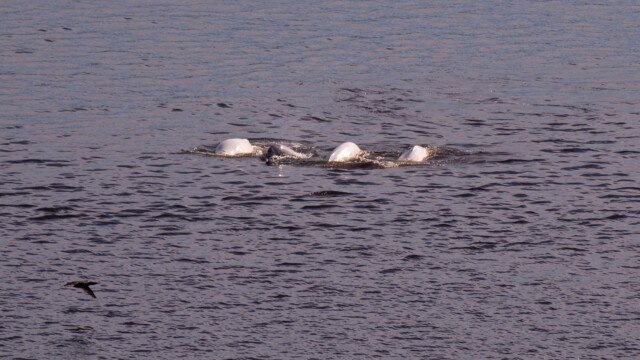 drei Erwachsene und ein Junges